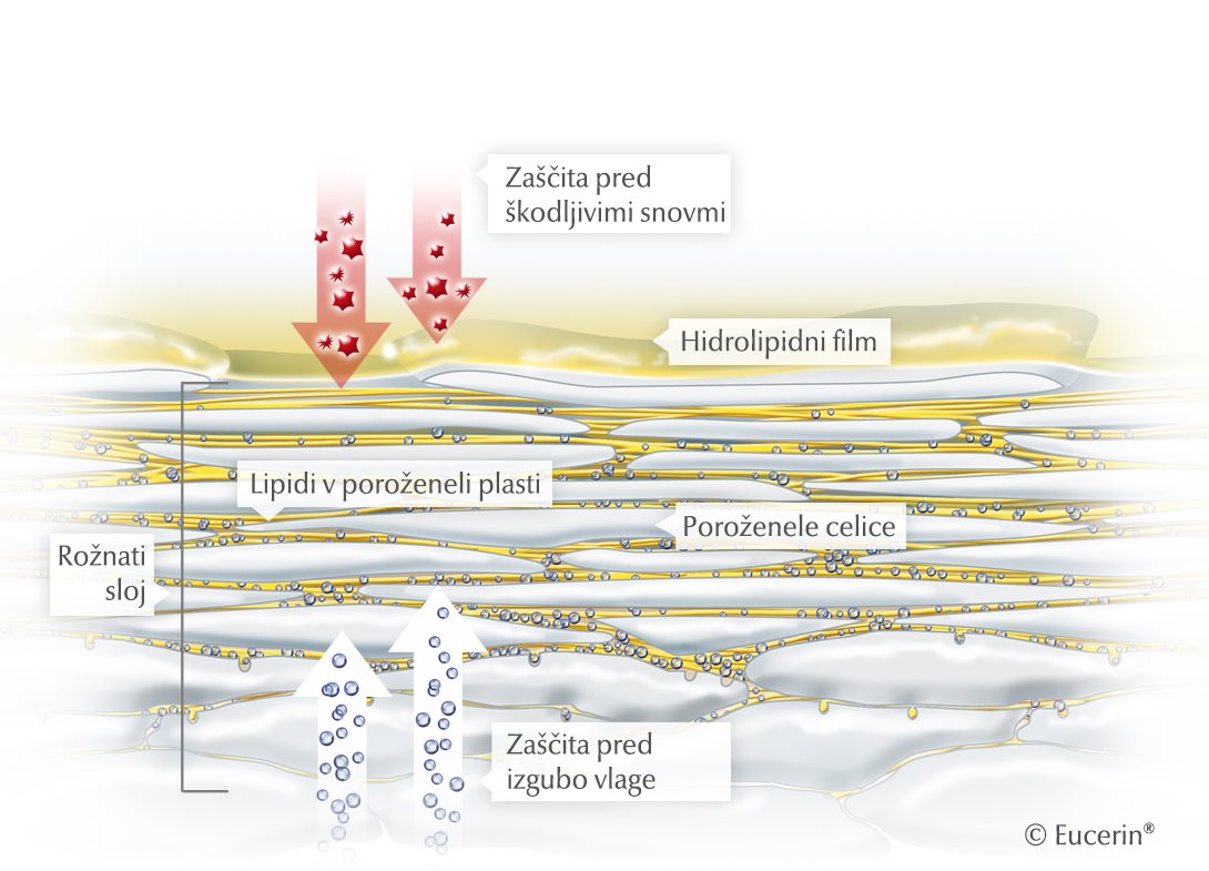 Grafična podoba kože in njene poroženele plasti
